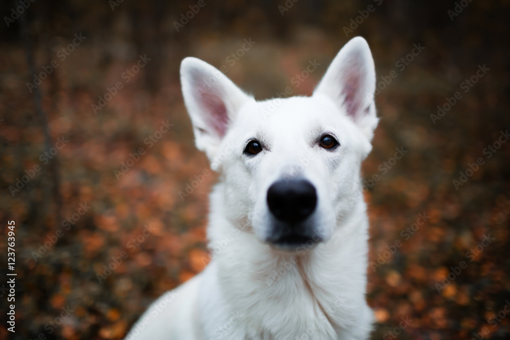White Swiss shepherd dog in autumn forest