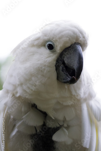 white cockatoo - cacatua alba