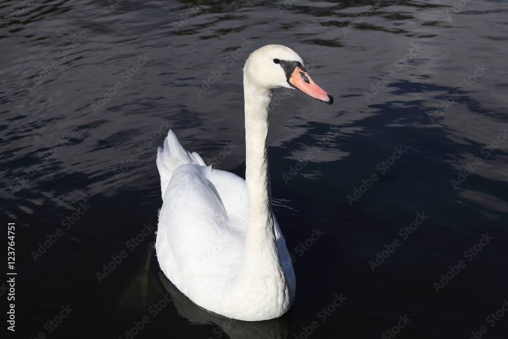 Swan in Kaliningrad Swan in Kaliningrad