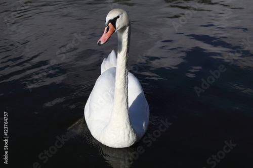 Swan in Kaliningrad
