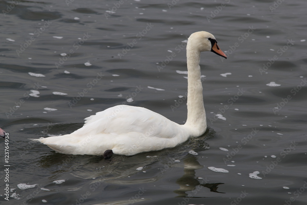 Swan in Kaliningrad Swan in Kaliningrad