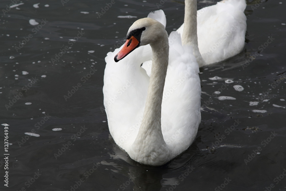 Obraz premium Swan in Kaliningrad