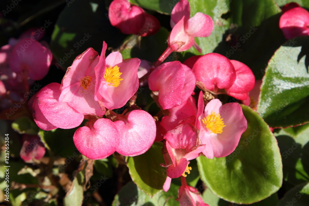 Obraz premium Flower