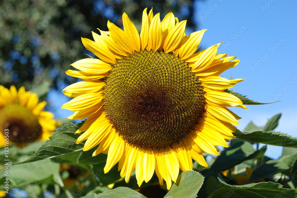 Sunflower