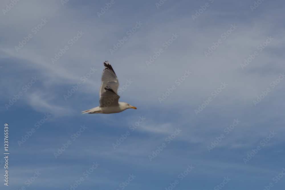 Obraz premium Seagull on the baltic sea