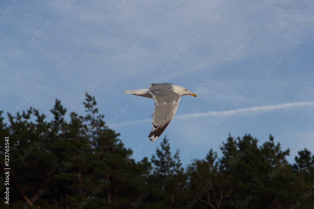 Seagull on the baltic sea Seagull on the baltic sea