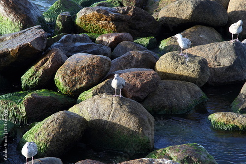 Seagull on the baltic sea
