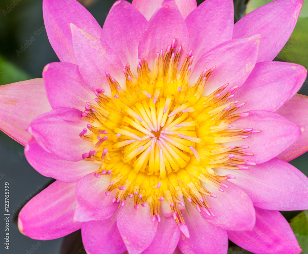 beautiful pink Water lily grows in the pond beautiful pink Water lily grows in the pond