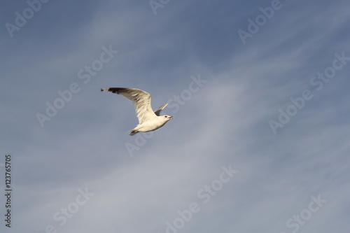 Seagull on the baltic sea