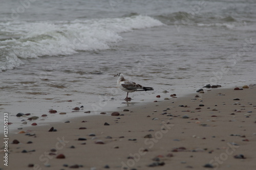 Seagull on the baltic sea