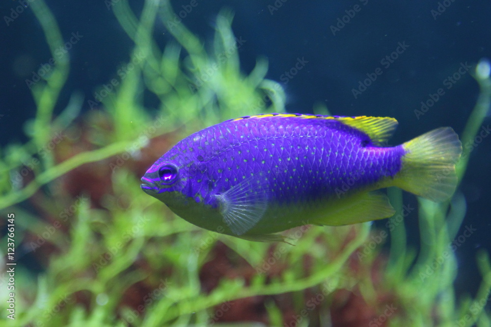 Aquarium fish Aquarium fish