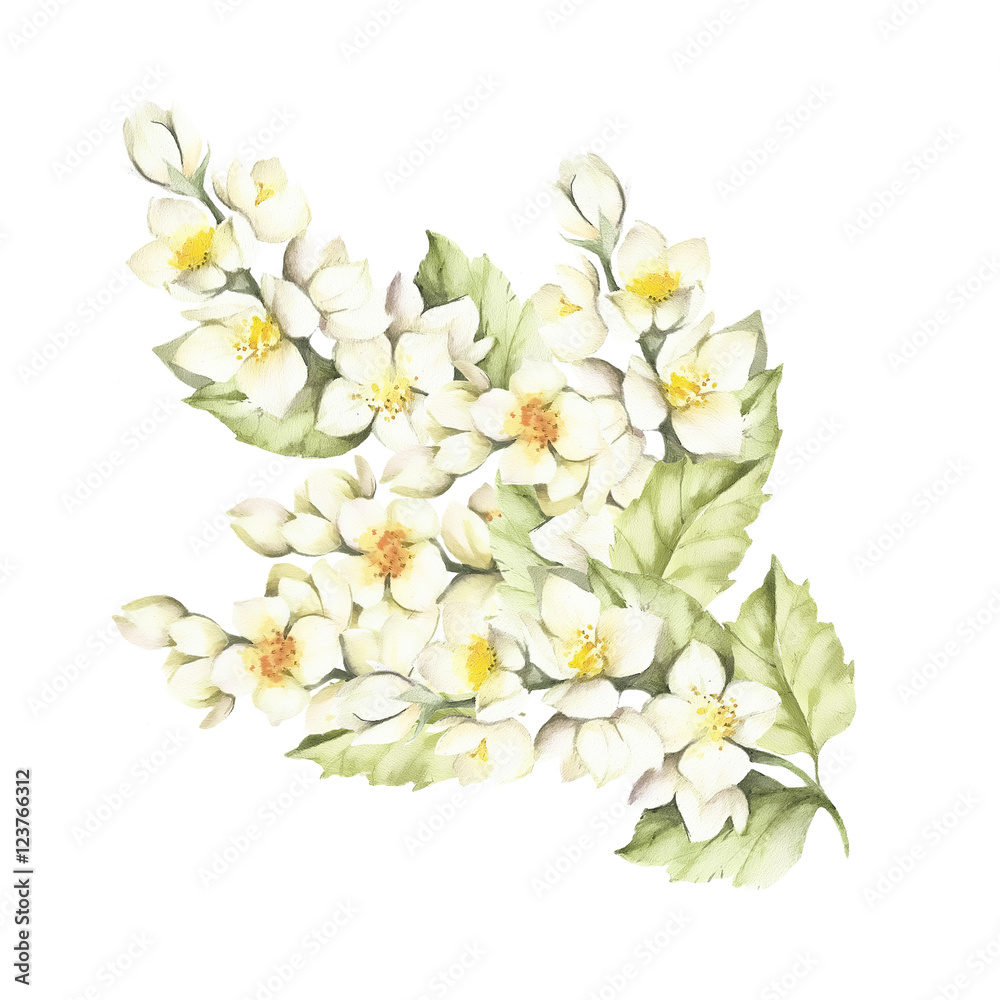 The sprig of Jasmine. Hand draw watercolor illustration