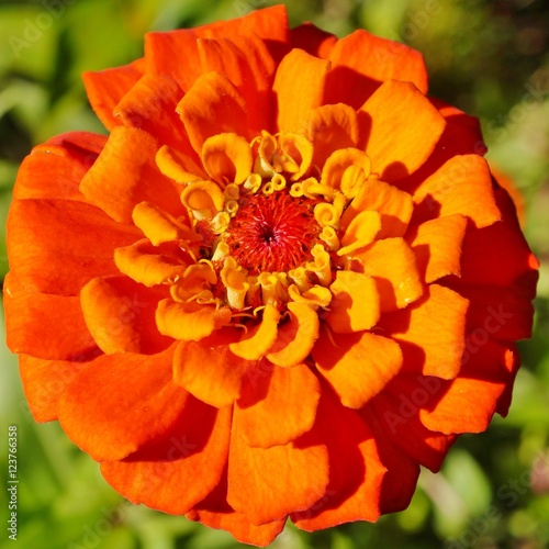 Close-up of an orange red zinnia flower in bloom