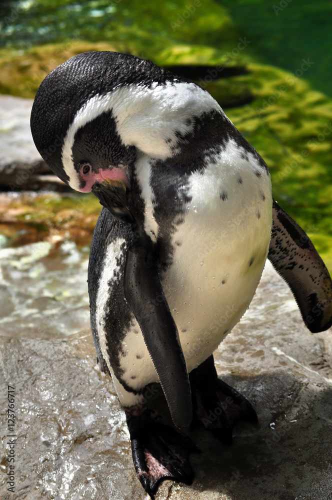 Naklejka premium Beak Cleaning