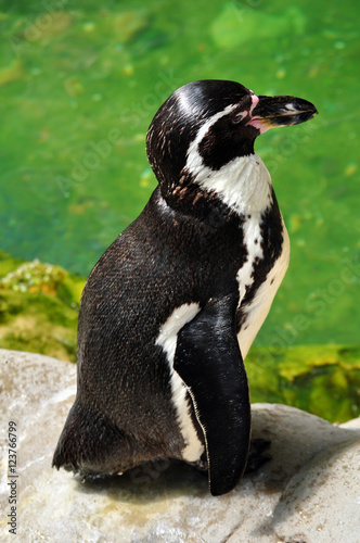 Full Length Penguin