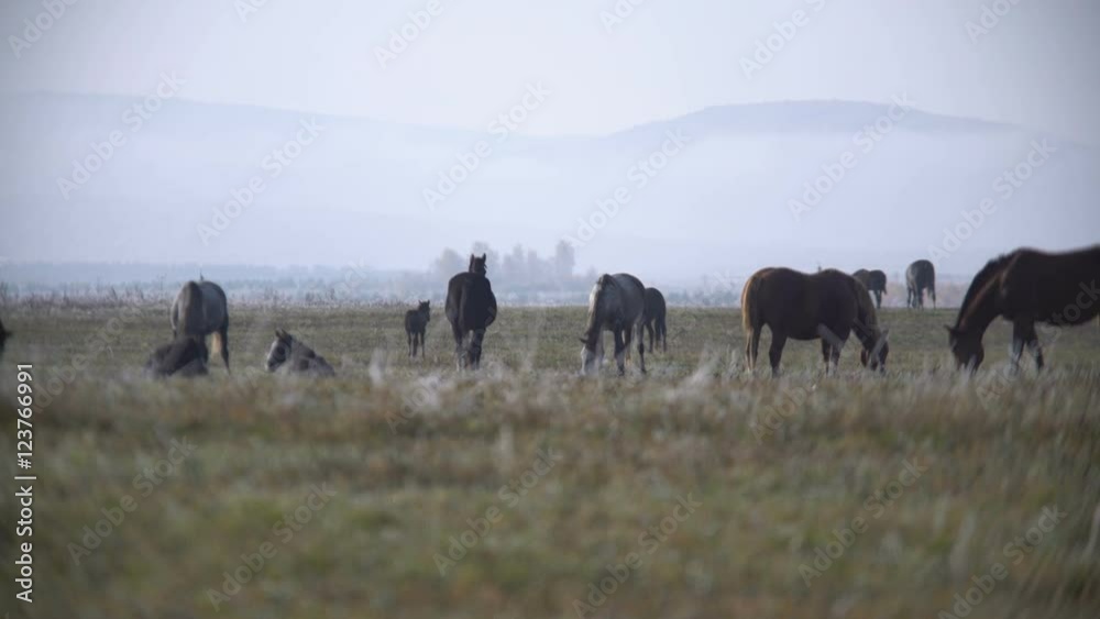 Pasture horses early autumn morning in the field Pasture horses early autumn morning in the field
