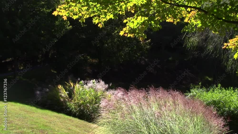 sunlit fluffy grass under gentle breeze and maple tree in fall sunlit fluffy grass under gentle breeze and maple tree in fall