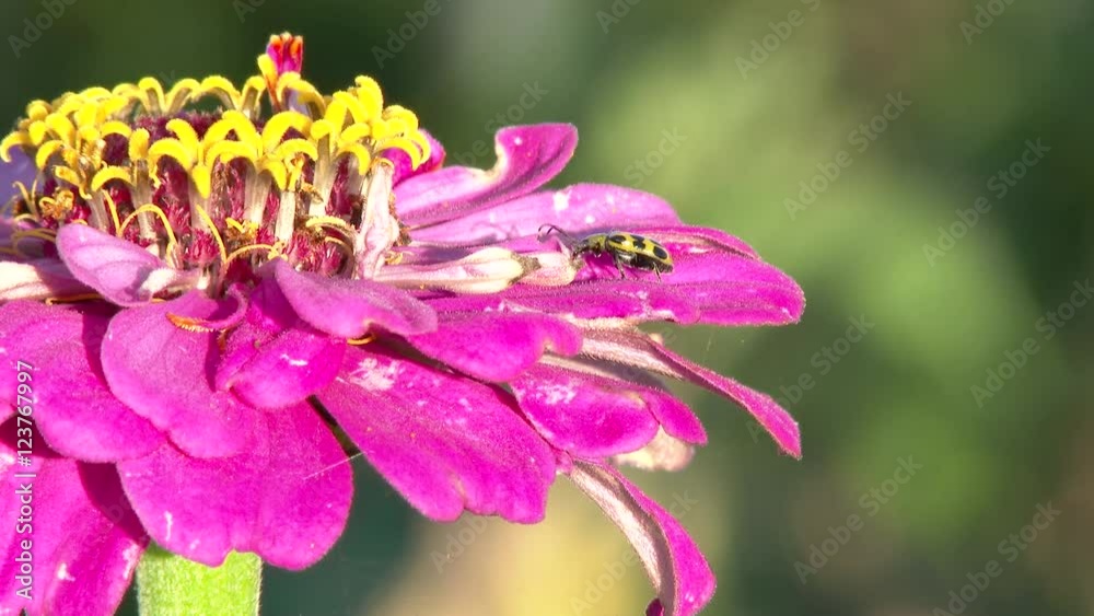 One yellow spotted cucumber beetle close up on flower.