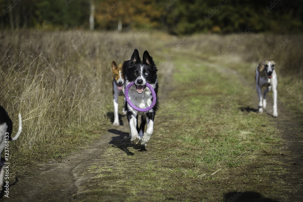 Dogs on a walk in the park