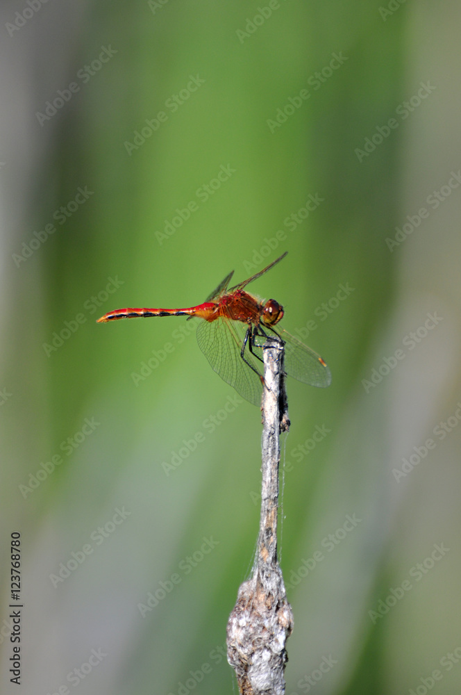 Close up of a red dragonfly clinging Close up of a red dragonfly clinging