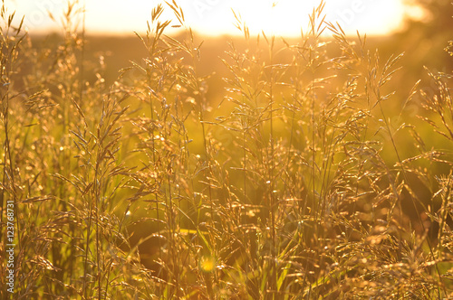 Tall grass and setting sun shinging behind photo