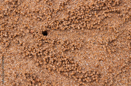Ghost crab hole on Sand Texture