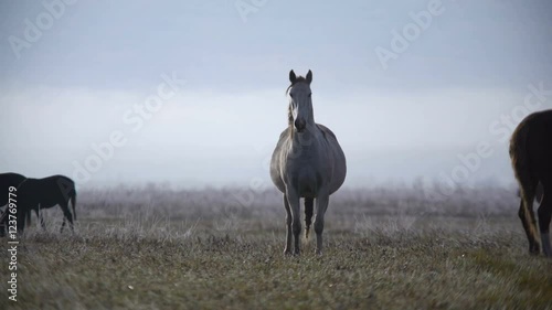 One of the horses shows interest in the camera and carefully goes to the cameraman