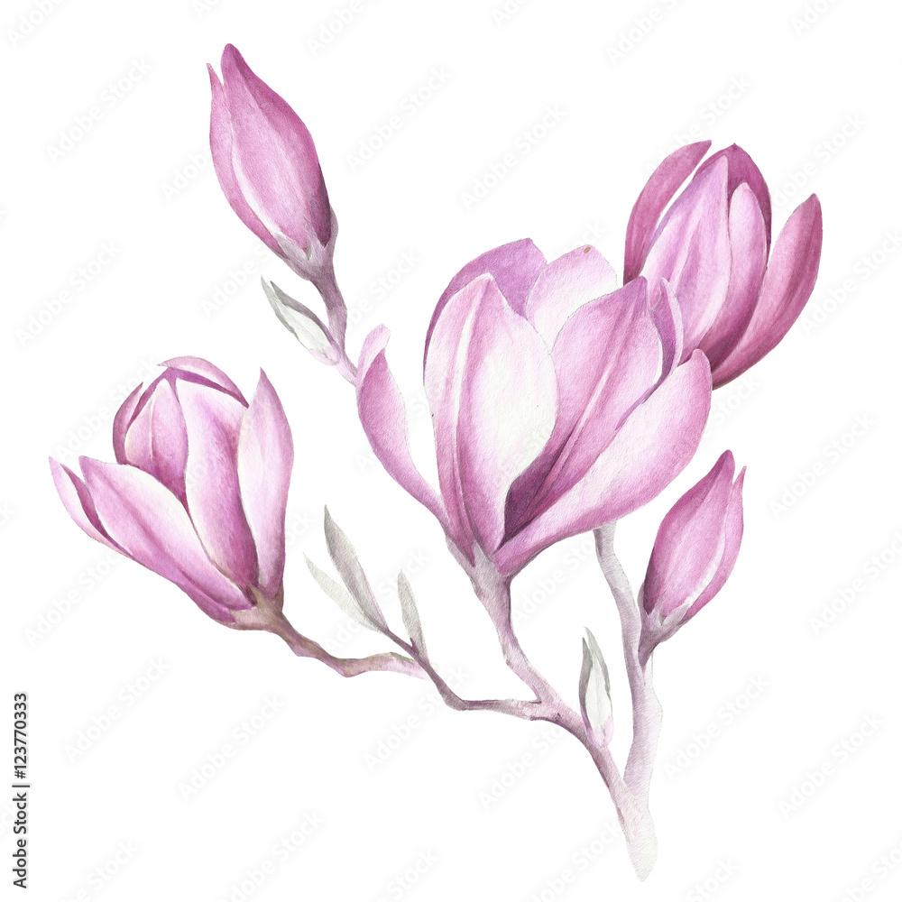 Fototapeta premium Image of blooming magnolia branch. Watercolor illustration.