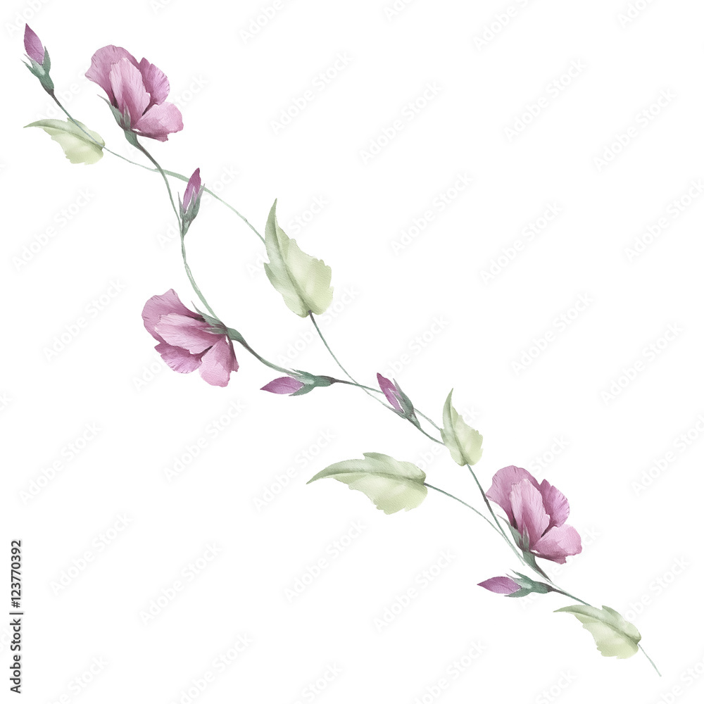 Delicate composition of flowers buds. Watercolor illustration.