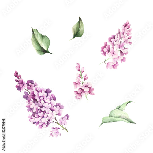 The set of images of flowers and leaves of lilac. Watercolor illustration.