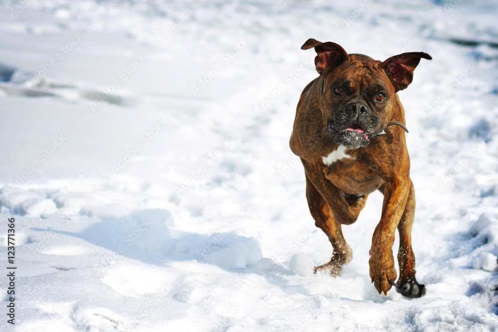 Dog brindle boxer running in the winter in the snow, fun games d