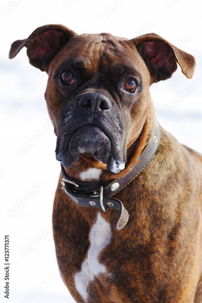 Dog brindle boxer in collar winter white background, listening i