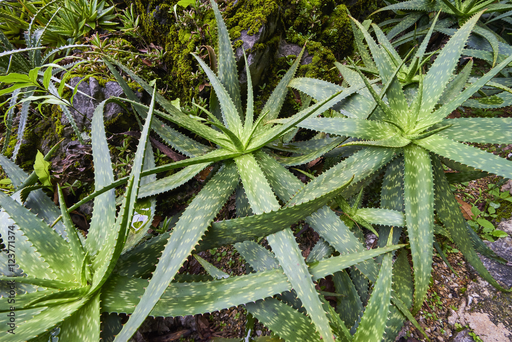 agave plant leaves agave plant leaves