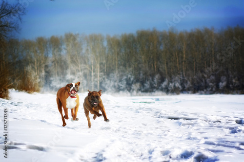 two dogs of breed boxer fun run in the winter in nature,