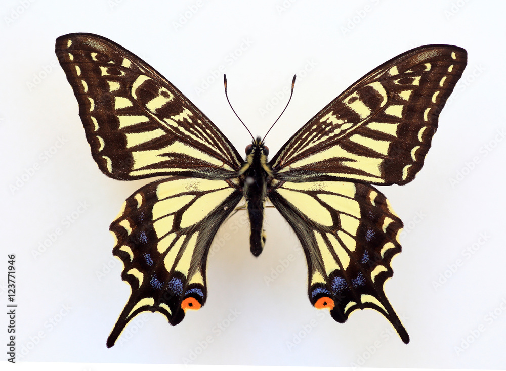 Fototapeta premium Asian Swallowtail (Papilio xuthus) specimen isolated