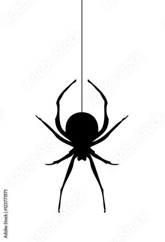Fotografie, Obraz Vector Spider Silhouette