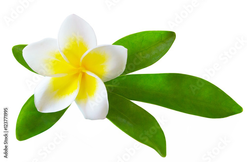 frangipani flower isolated © Nueng