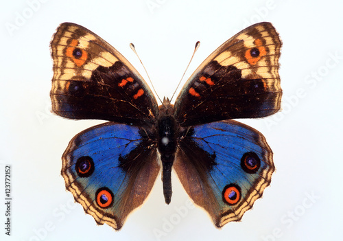 Nymphalid butterfly(Junonia orithya) specimen isolated