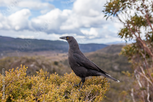 Black Currawong portrait - native Tasmanian bird. Cradle Mountain National Park, Tasmania, Australia. © Greg Brave