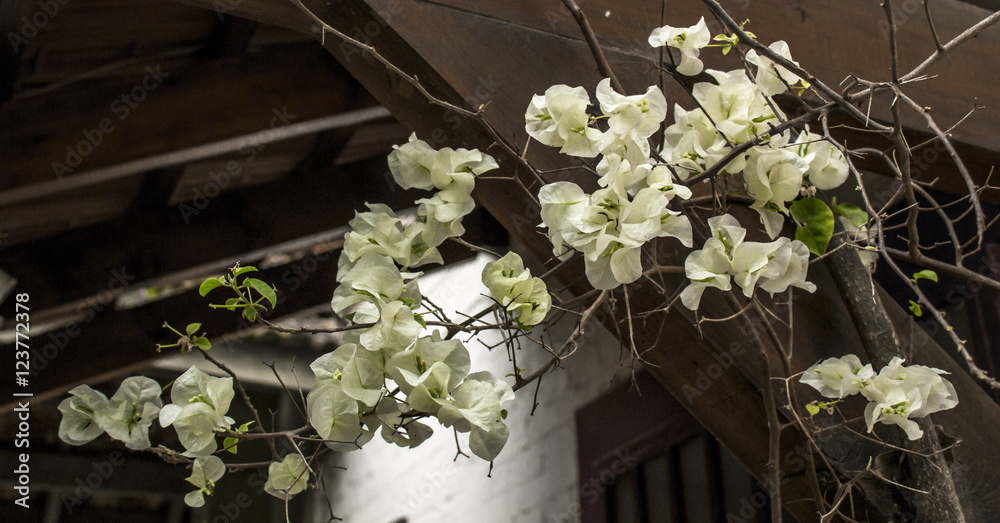 planta santa rita con flor blanca formando enredadera en estructura de  madera Stock Photo | Adobe Stock