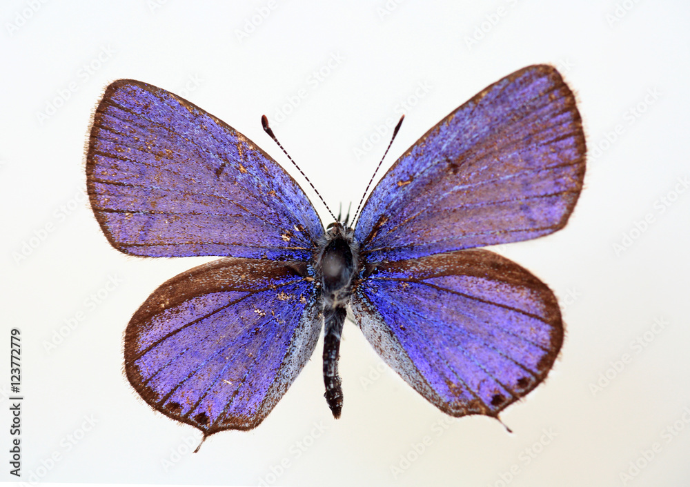 Obraz premium The Transparent Six-line Blue (Nacaduba kurav) specimen isolated