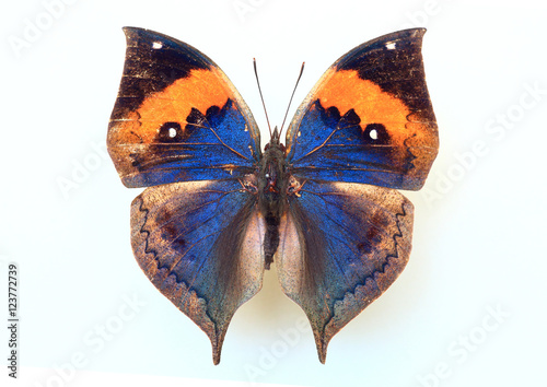 Orange Oakleaf (Kallima inachus) specimen isolated photo