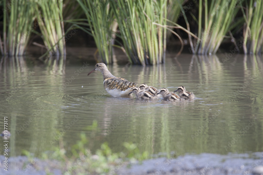 Painted snipe/This bird's name is Painted snipe. There are four babies. Painted snipe/This bird's name is Painted snipe. There are four babies.