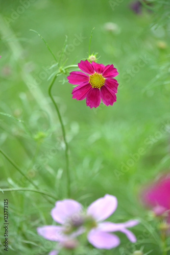 cosmos dark pink