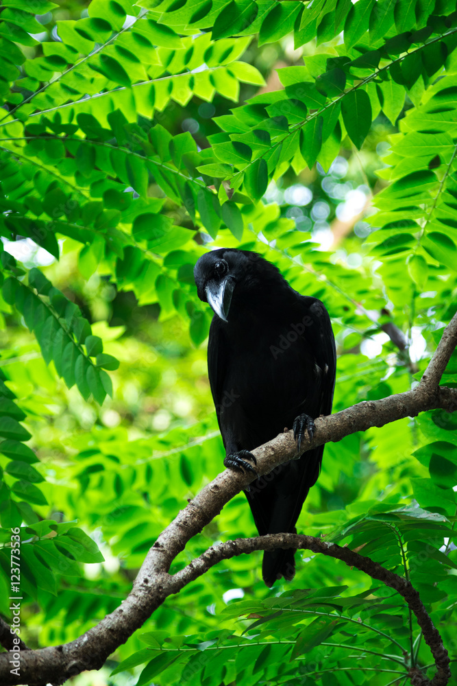 Fototapeta premium Large-billed crow