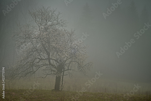 Lone tree with fog