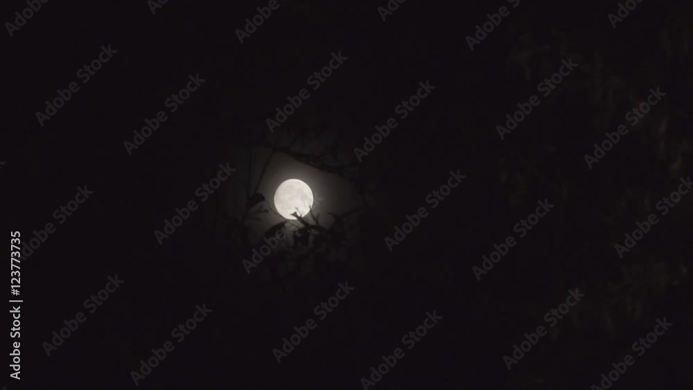 Full Moon at Night with out Cloud. Full Moon at Night with out Cloud.