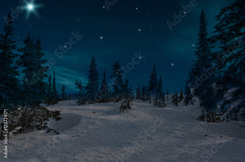 spruce forest night snow stars