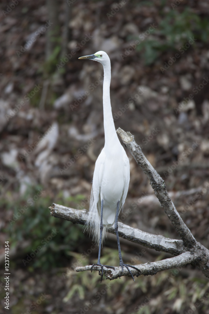 Great egret/ This is wild bird photo which was took in Aichi-pref Japan. This bird name is Great egre.