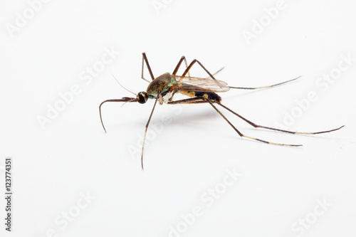 Close up of mosquito on white background
